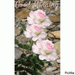 451291-Light-Pink-Roses-Good-Morning-Gif.gif