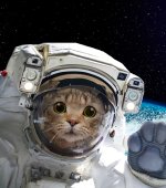 comp-image-cats-space~2.jpg