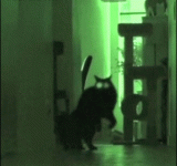 scary-kitty-cats.gif