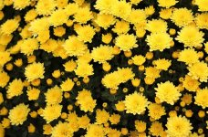 Chrysanthemums.JPG