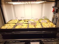 Peppers-sprouting.jpg