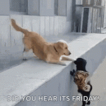 excited-friday.gif