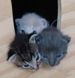 Wolfie kittens crop.jpg