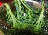 Broccolini.jpg