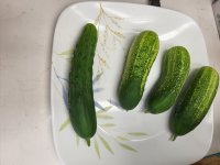 Raw Cucumbers.jpg