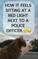 Cat police.JPG