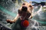 dogs-in-water.jpg