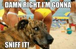 damn right sniff.jpg damn right sniff.jpg
