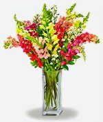 Snapdragon bouquet.JPG