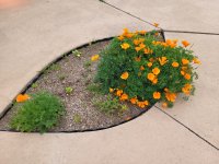 California Poppies.jpg
