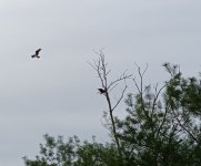 20250419_165034~2.jpg 20250419_165034~2.jpg