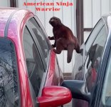 American Ninja warrior cat.jpg