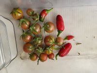 BlackCherryTomatoes SmallJalapenos.jpg