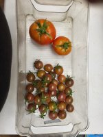 tomatoes 7-18.jpg