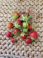 strawberries7-19.jpg