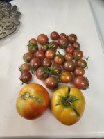 tomatoes 7-23.jpg