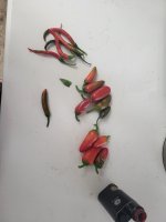 Chilies 8-4.jpg