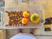 tomatoes 8-6.jpg