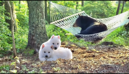 Wolfie Jimi 10 years card.png Wolfie Jimi 10 years card.png