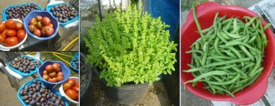Jimi garden potatoes tomatoes basil beans.JPG Jimi garden potatoes tomatoes basil beans.JPG