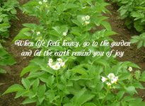 Jimi potato garden 2025 w words.jpg Jimi potato garden 2025 w words.jpg