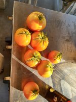 Tomatoes 8-10.jpg