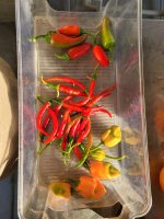 Chilies 8-10.jpg