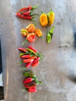 chilies 8-12.jpg