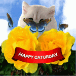 caturday-happy-caturday.gif