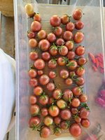Tomatoes 9-15.jpg