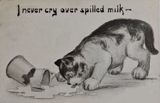 Caturday spilled milk.JPG