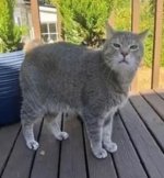 S'cuse me, is Caturday.JPG