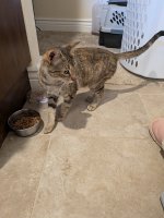 PXL_20251110_190310530.jpg PXL_20251110_190310530.jpg