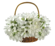 Snowdrops bouquet.PNG