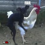 reproduction-fail-dog-hump-chicken.jpg
