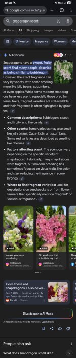 Snapdragon flowers google.jpg Snapdragon flowers google.jpg