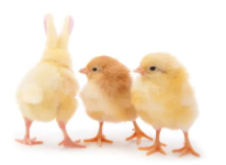 Easter chicks bunnies 2026.PNG