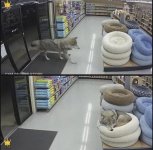 hmwolf.jpg