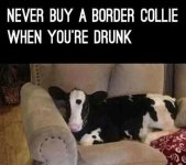 hmbordercollie.jpg
