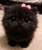 Caturday pretty.PNG