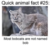 1784566536147.png