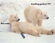 Polar bears.JPG