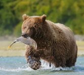Bear with salmon.JPG Bear with salmon.JPG