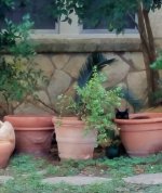 Kitty 10Oct21 sm.JPG