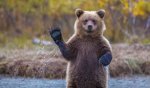 bear wave.jpg