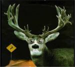deer-in-headlights.png