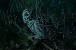 nightowl.jpg