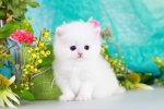 pure-white-fluffy-cat-breed-kdnqho9o.jpg