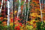 birch-trees-with-colorful-fall-foliage-george-oze.jpg