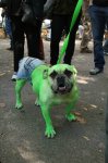 incredible-hulk-dog-costume-1.jpg